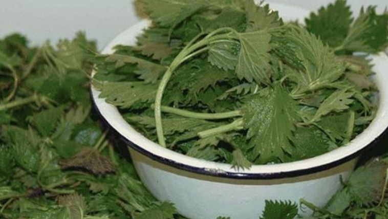Hojas frescas de ortiga en un bol: ingredientes vegetales de origen natural.
